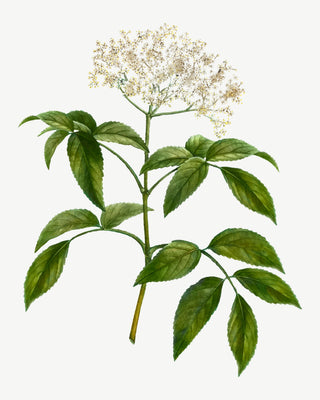 In Season… Elderflower