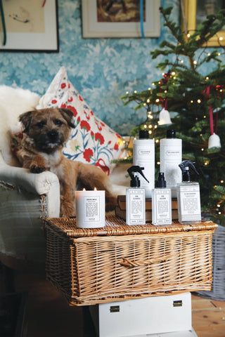 Build a dog Christmas Eve Box: With Pooch & Mutt, Norfolk Natural Living, and Cocopup