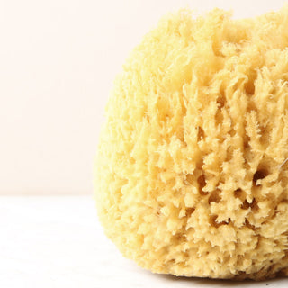 Natural Bath Sponge