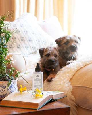 How to deal with dog wee in the carpet, naturally.