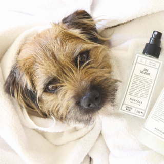 How to remove dog urine from a carpet naturally
