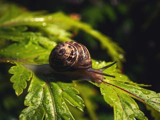 How to prevent snails from eating your plants
