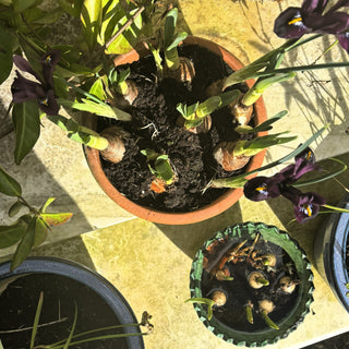 How to Bring Spring Indoors