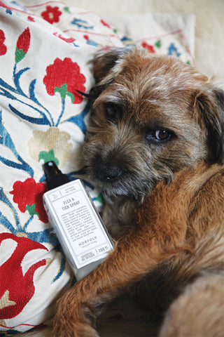 How to remove a tick the natural way