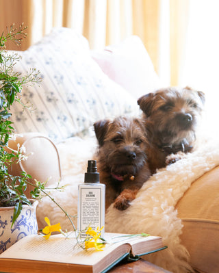 Dog Cologne