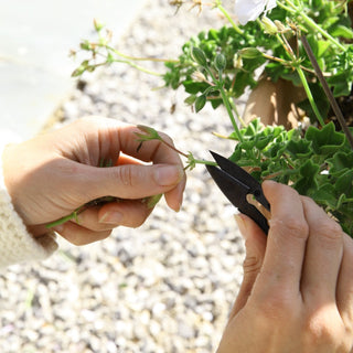 Pruning Snips