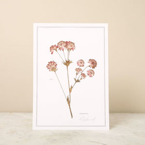 Pressed Flower A4 Print